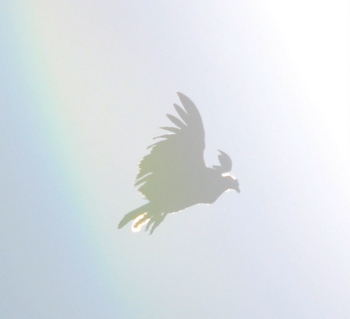 Condor