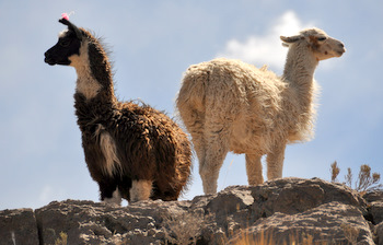 Llamas got up there before us