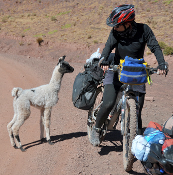 Baby llama sniffing Judit's panniers