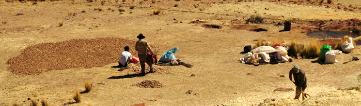 Preparing chuñas to be dried and frozen