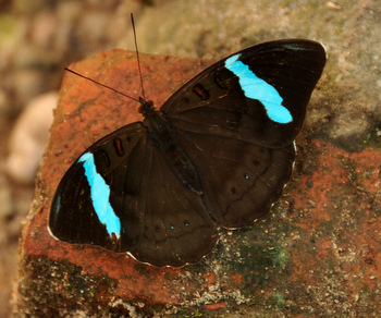Mariposario