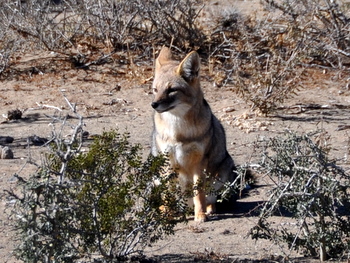 Fox