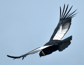 Condor flying over us