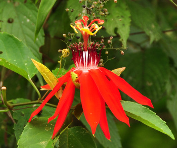 Jungle flower
