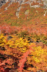 Lengas in fall