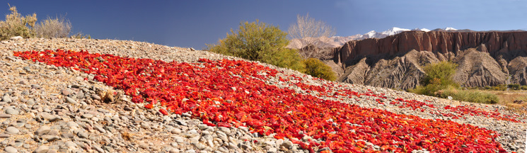Red pepper drying in the sun