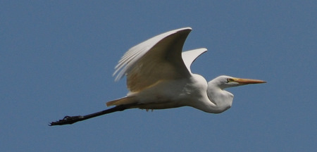 Garza blanca