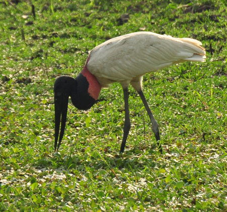 Jaribú
