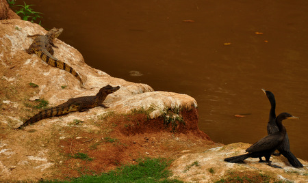 Caimanes y cormoranes