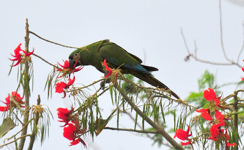 Parabachi comiendo flores