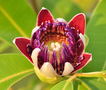Flor del pachío