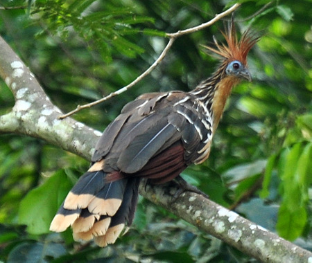 Serere de río