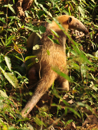 Oso hormiguero