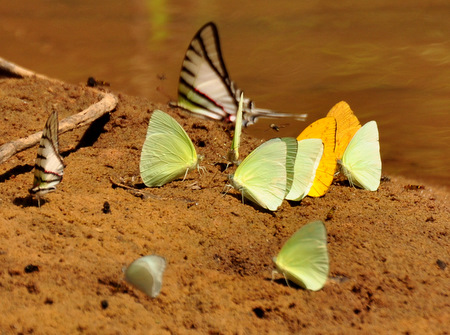 Mariposas succionando sales a orillas del río