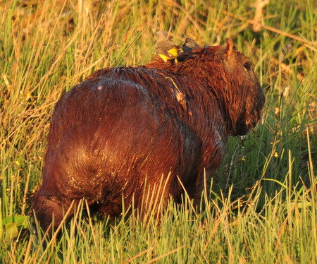 Capibara al atardecer