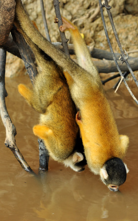 Monos amarillos bebiendo