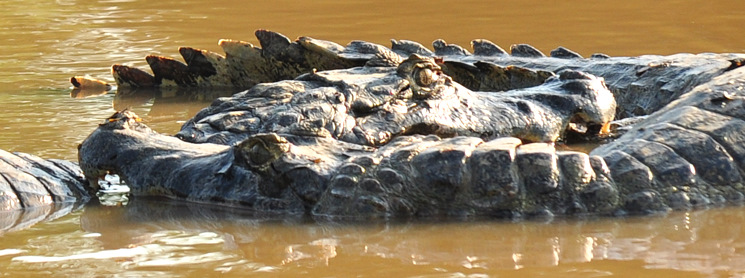 Caimanes luchando por el territorio