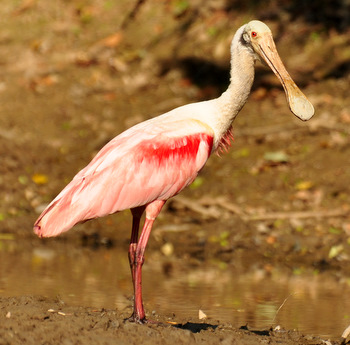 Espátula rosada
