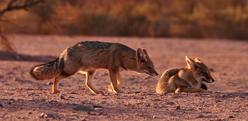 Foxes at sunset
