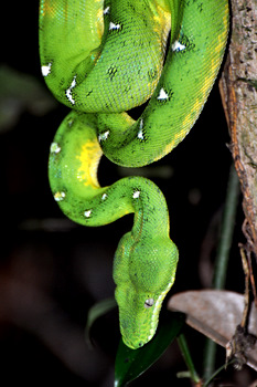 Boa esmeralda