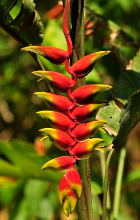 Flor de Heliconia