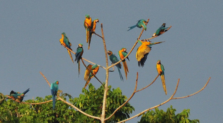 Guacamayos azul y amarillo