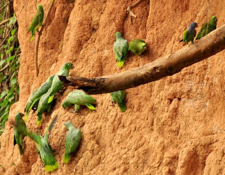 Collpa de loros