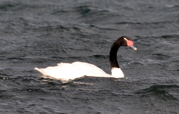 Black-necked Swan