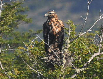 Eagle