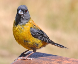 Obese yellow little bird (Title courtesy of Gabriella)