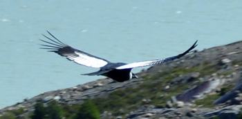 Condor flying