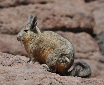 Vizcacha