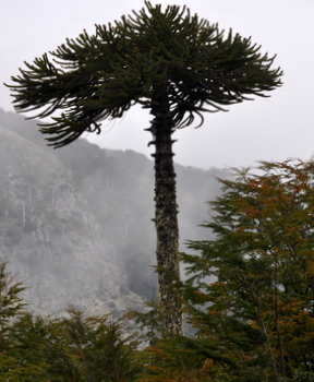 Araucaria in the mist