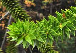 Araucaria branch