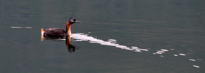 Pájaro acuático