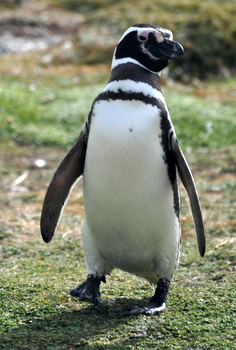 Pingüino Magallánico