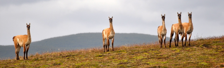 Guanacos vigilándonos