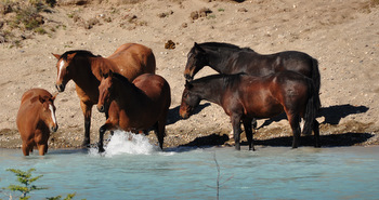 Caballos cerca de la estancia Cristina
