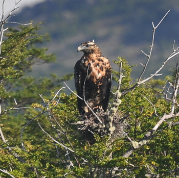 Águila mora