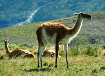 Guanacos en Las Torres del Paine